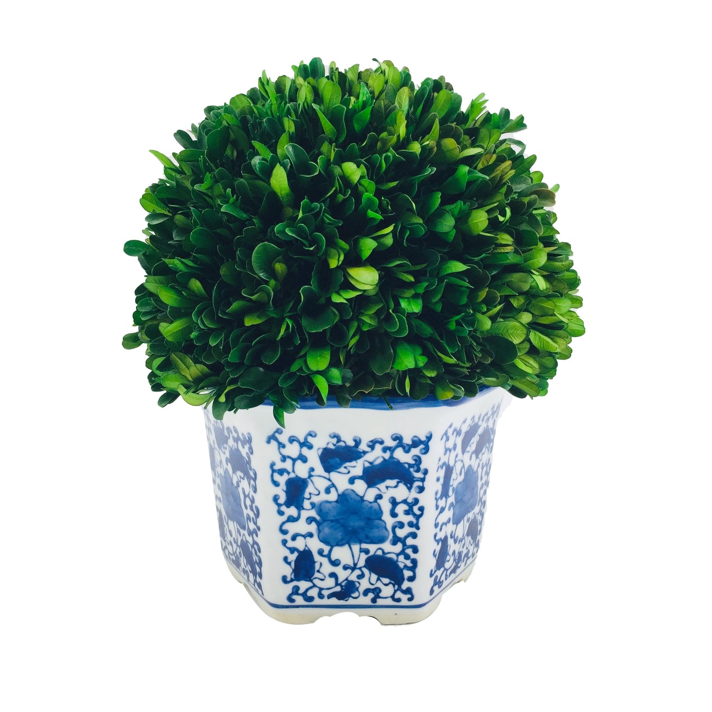 Boxwood Ball Topiary in Hexagon Blue & White Ceramic Pot