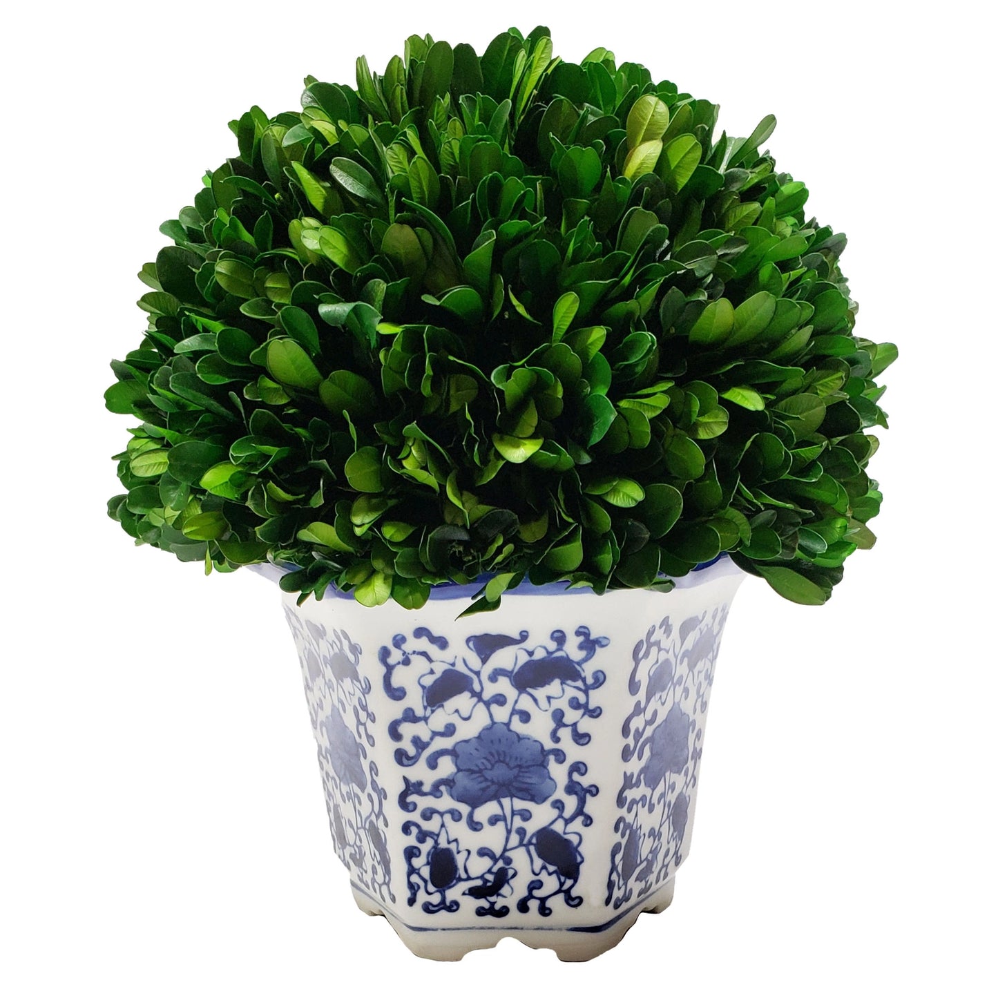 Boxwood Ball Topiary in Hexagon Blue & White Ceramic Pot